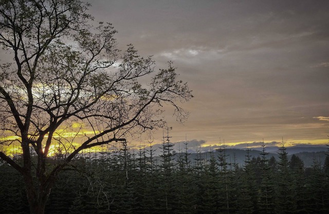 April in the Willamette Valley is bursting with blossoms and discounts!