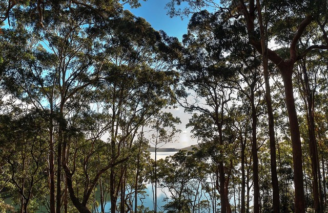 Aqua Vista - Stunning lake and tree top views. Relaxing Holiday