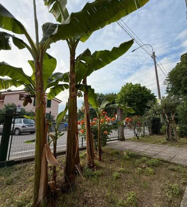 B&B Il Balcone Fiorito