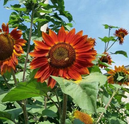 B&B Il Girasole