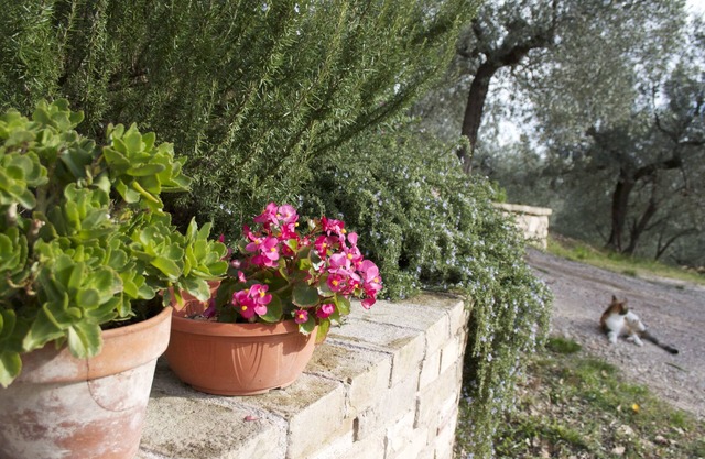 B&B Lavanda e Rosmarino
