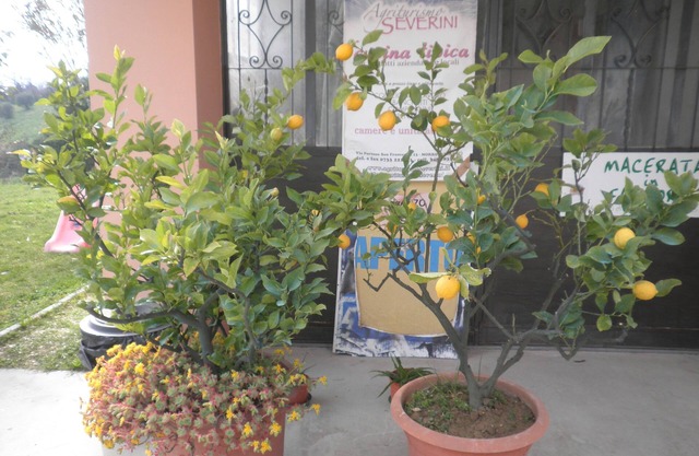 B&B Severini