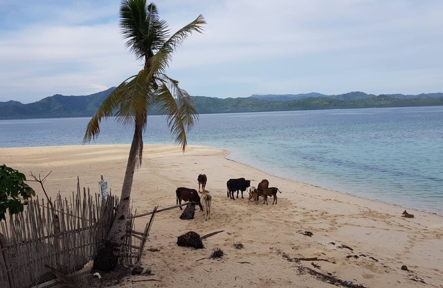 Backpackers Island Beach Camp - Adults Only