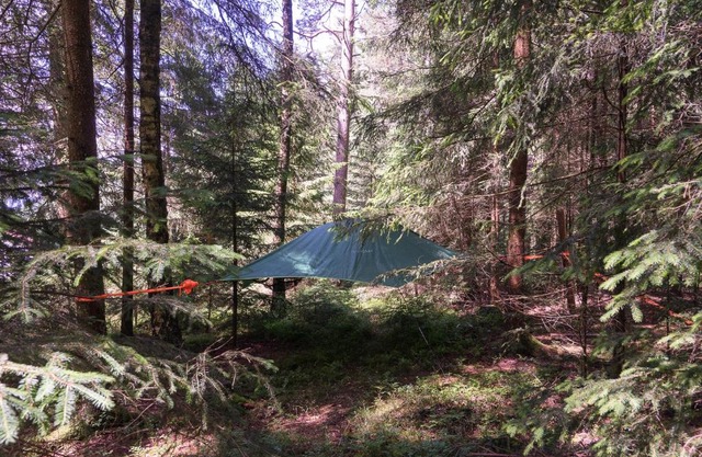 Baumzelt im Wald