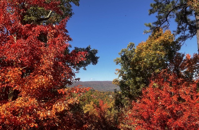 Bears Abound- a Pet-friendly, Log Cabin With Breathtaking Views