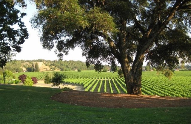 Beautiful Coop Cottage overlooking vineyards. Three minutes from downtown!