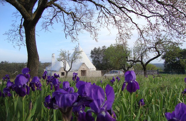 Beautiful hilltop Trulli w/POOL & A/C in almond & olive grove - TrulliVistas