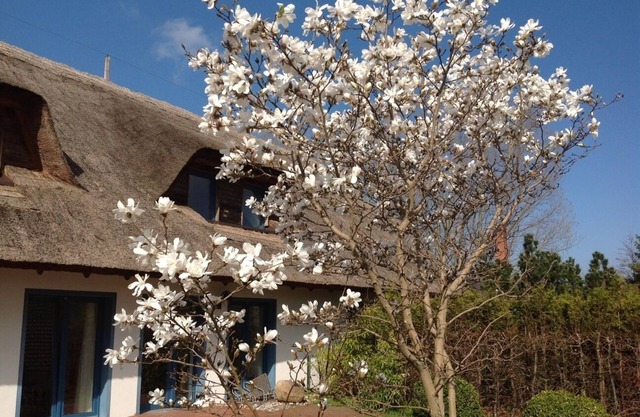 Beautiful thatched roof house with large garden and terrace