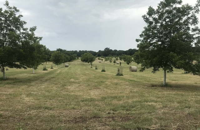 Ben Ranch Cabin # 2 located in a century old Pecan Orchard. 2 Bedroom plus couch