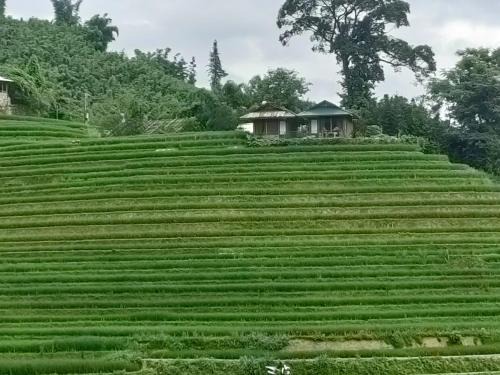 Best View Homestay