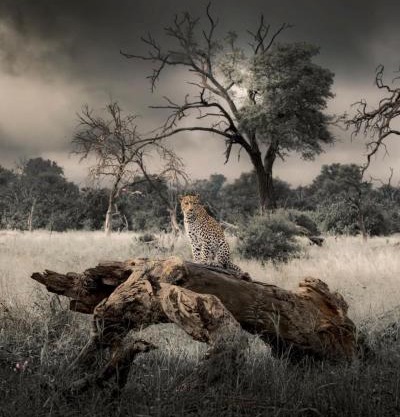 Big Cats Namibia Farmstay & Tours