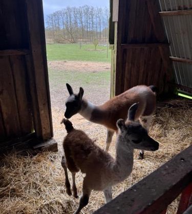 Billund Farm Holiday