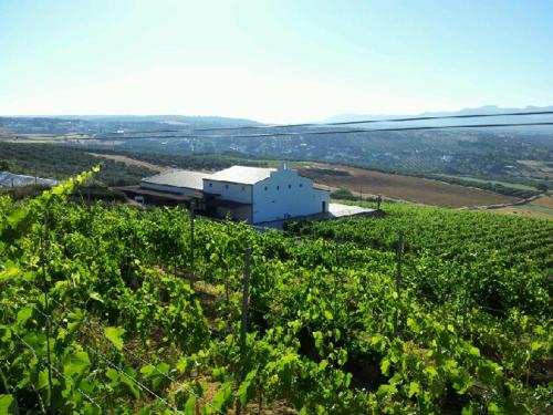 Bodegas Morosanto