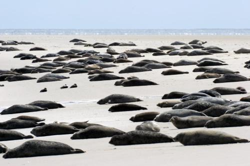 Borkumunterkunft Der Insel 