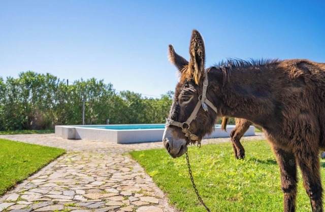 Burro Ville - Lovely House w/Pool