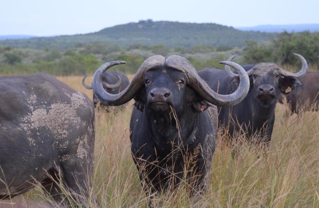 Bushwa Private Game Lodge