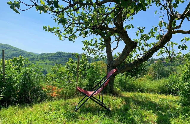 Butteflies Rest