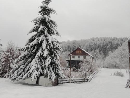 Cabana Țibleș Bichigiu