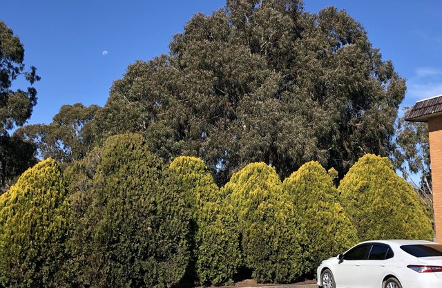 Canberra Lyneham Motor Inn