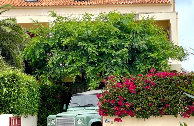 Casa da Palmeira Porto Santo
