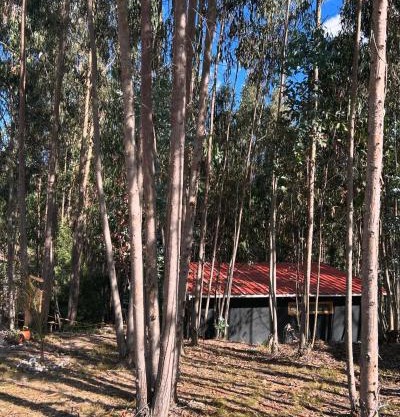 Casa Eucalipto