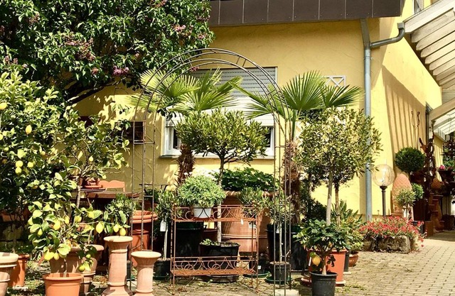 Casa Limone