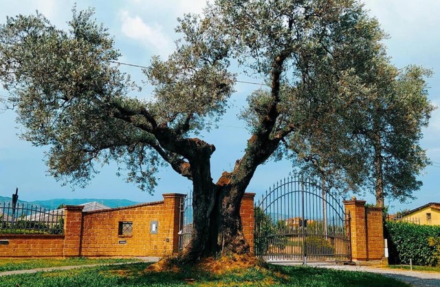 Casolare L'Antico Olivo