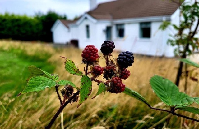 Cathleen's Cottage