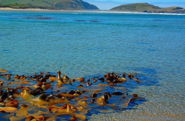 Catlins Newhaven Holiday Park