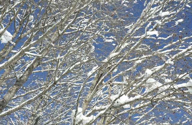 Chalet Zuckerpuppa