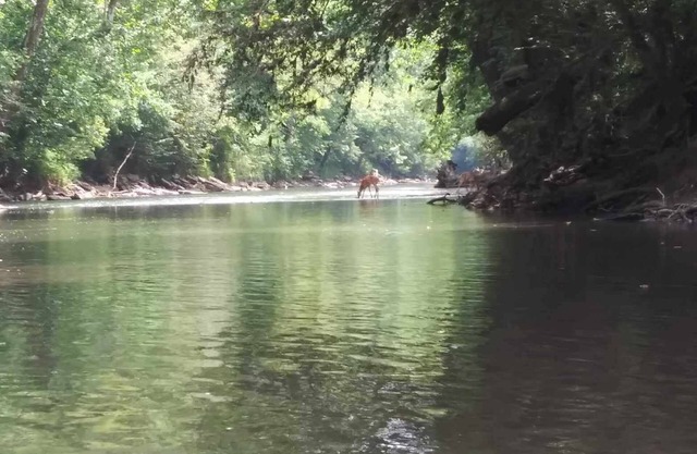 Charming 2-bedroom cabin in Big Clifty with WiFi, AC