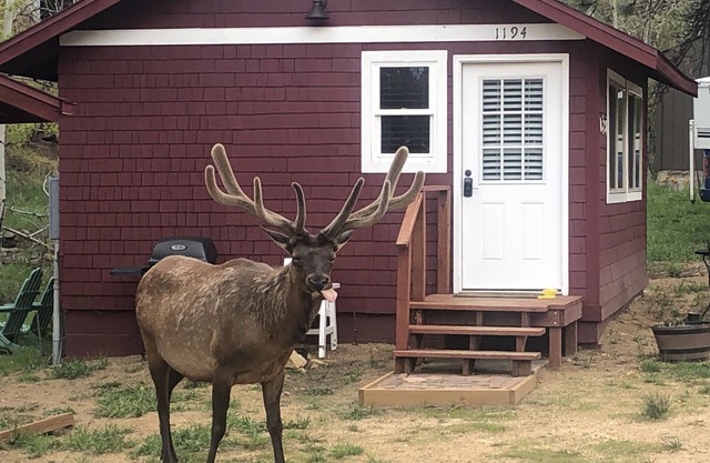 Charming Updated Rustic Studio. Excellent Location Close to Town & RMNP!