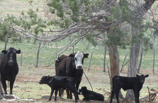Colorado Bray Ranch Getaway
