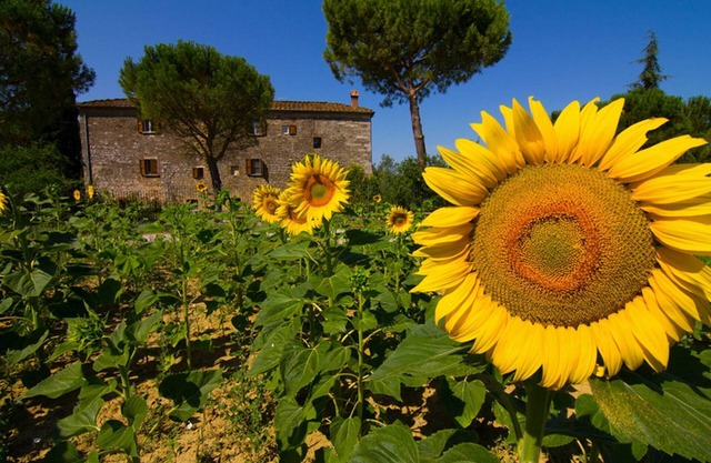 Comfortable apartment, ground floor, with a large private garden