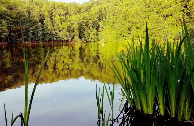 Cottage directly on the lake