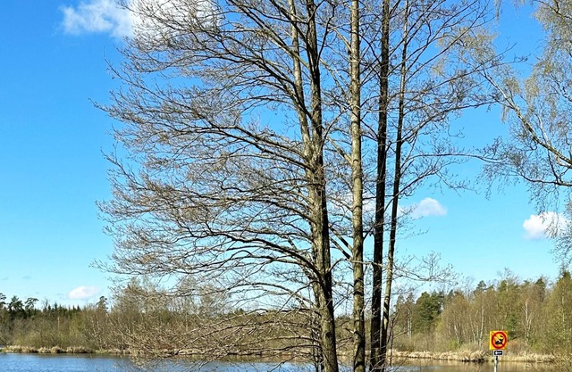 Cozy cottage with the forest outside the house knot, Hässleholm | SE01559