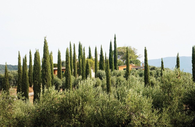 Cozy vacation home "Rosetta" in the middle of a beautiful olive grove