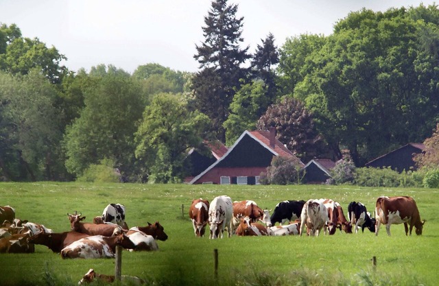 Cozy lodge with a dishwasher in the Achterhoek