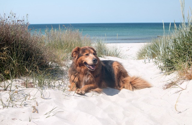 Vacation home for 4 guests with 55m² in Sundhagen OT Stahlbrode - Baltic Sea (146844)