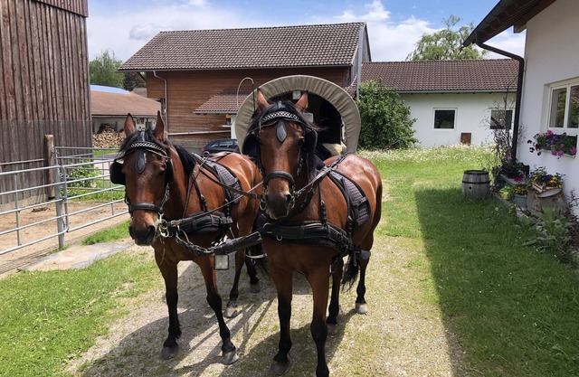 Dexterzucht Allgäu, Rundflüge, Kutschfahrten, Großzügige Ferienwohnung