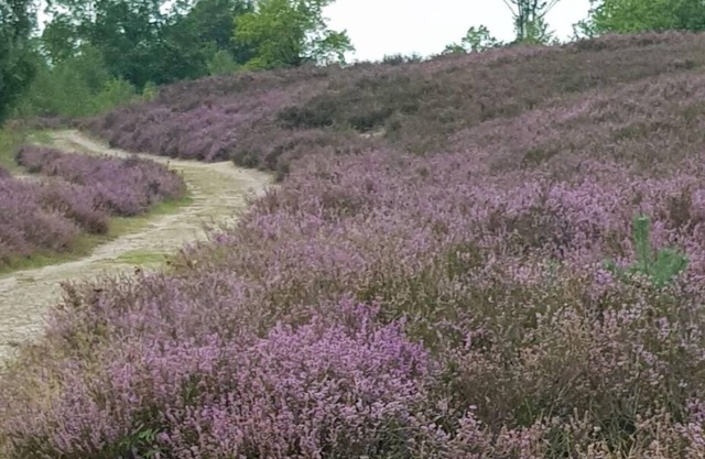 Disabled-friendly vacation apartment in the Lüneburg Heath
