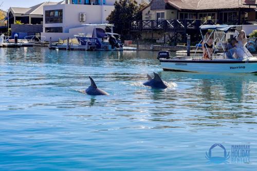 Dolphin Retreat in Halls Head