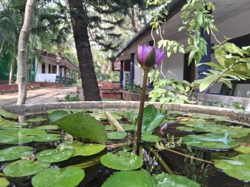 Eco Nature Rest