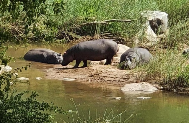 Ekuthuleni Hippo Rock