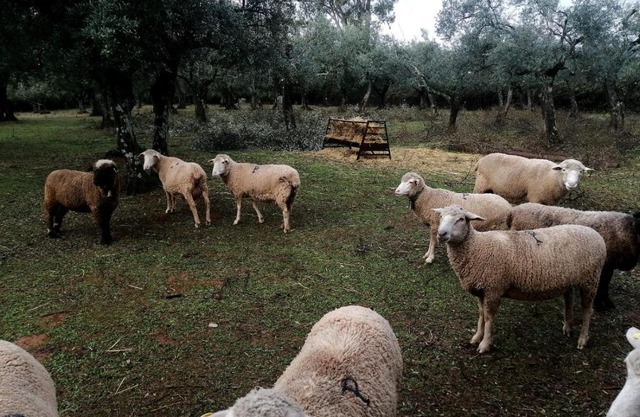 EL VENERO DE MOSTOLES