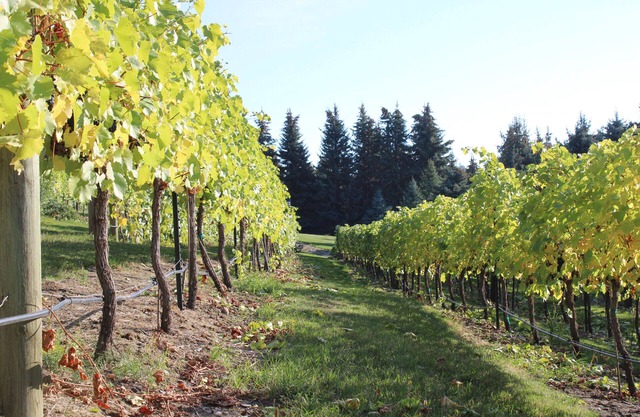 EV Charger, Vineyard, Championship Golf Course all with a Beautiful Water View!
