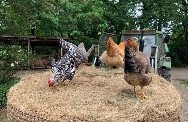 Family-friendly vacation apartment on a farm near the Zwischenahner Meer