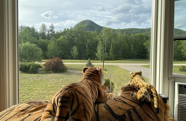 Family Waterfront Haven on the Saco River, Private Road, Hiking, Outdoor Fun