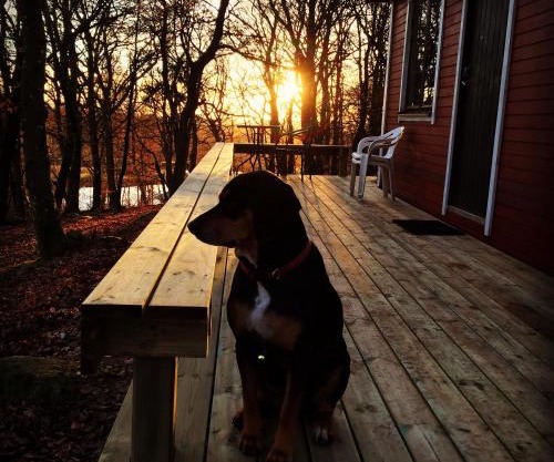 Farm Stay Happy Dogs Ranch