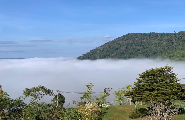 Feel The Fog